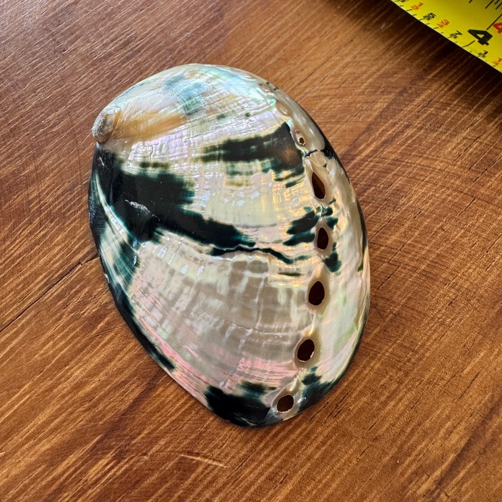 Iridescent Abalone Shells - Picture 4 of 7